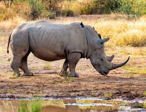 Africa’s big 5