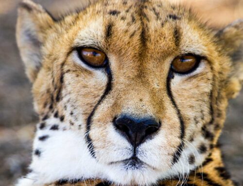 Cheetah’s of the park