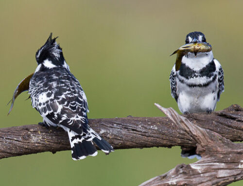 Birds of the Pilanesberg